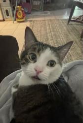 Lost Male Cat last seen Lake palms drive, Largo, FL 33771