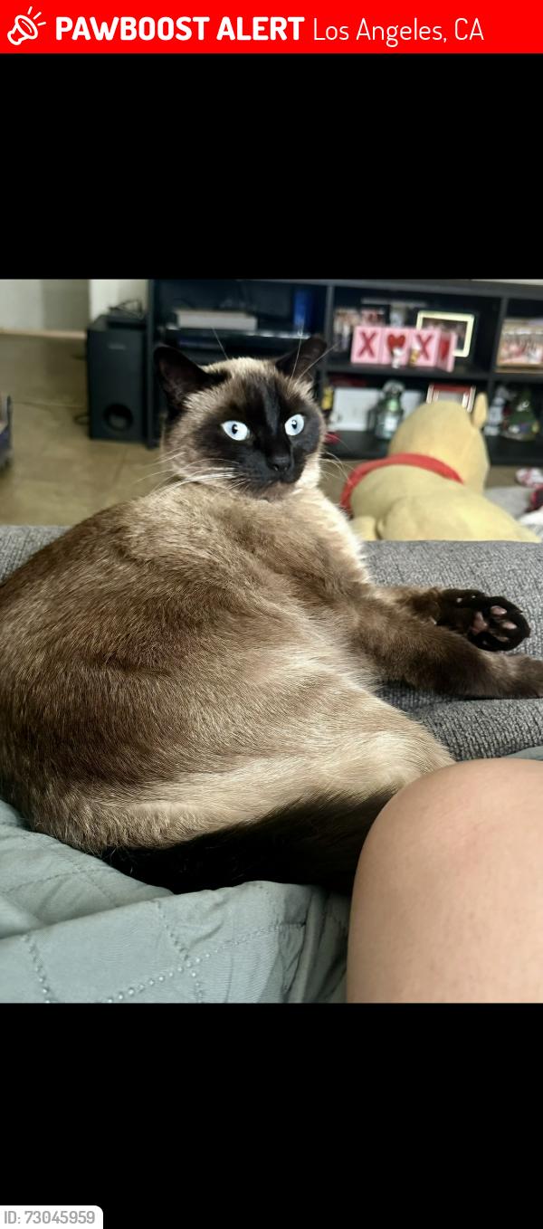 Lost Male Cat last seen Chadwick and Portola, Los Angeles, CA 90032