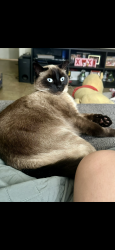 Lost Male Cat last seen Chadwick and Portola, Los Angeles, CA 90032