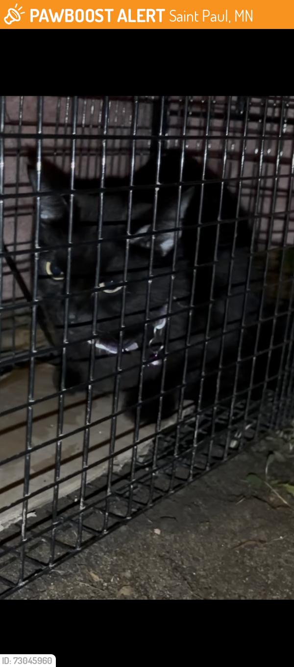 Found/Stray Unknown Cat last seen rice/ larpenteur, Saint Paul, MN 55117