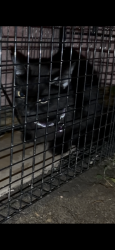 Found/Stray Unknown Cat last seen rice/ larpenteur, Saint Paul, MN 55117