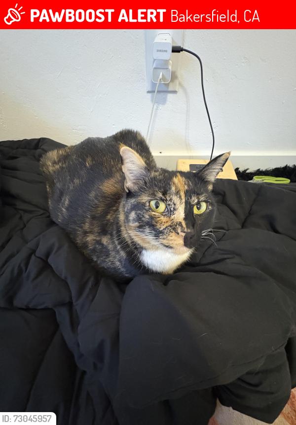 Lost Female Cat last seen Olive Dr. and Patton, Bakersfield, CA 93308