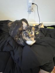 Lost Female Cat last seen Olive Dr. and Patton, Bakersfield, CA 93308
