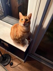 Lost Male Cat last seen Large green area in front of address and has been seen in Cheal way near park., Wick, England BN17 6FD