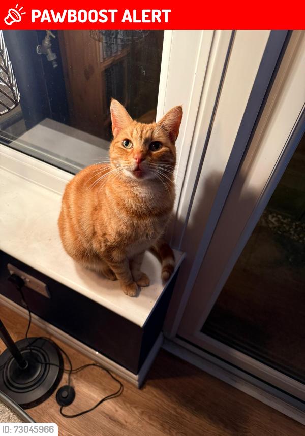 Lost Male Cat last seen Large green area in front of address and has been seen in Cheal way near park., Wick, England BN17 6FD