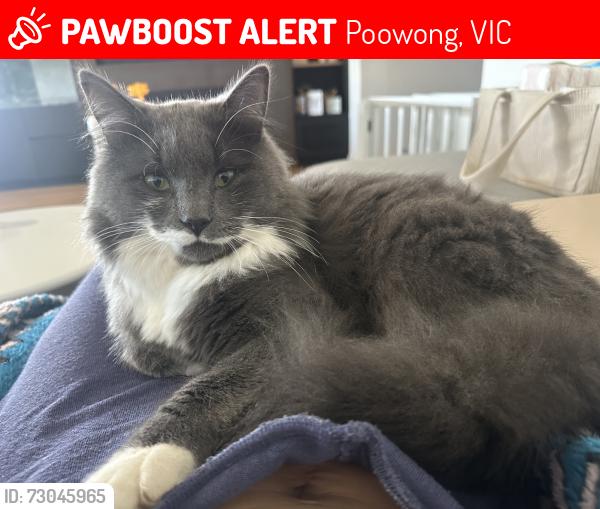 Lost Male Cat last seen North poowong road near Kenny’s road where our property is, Poowong, VIC 3988