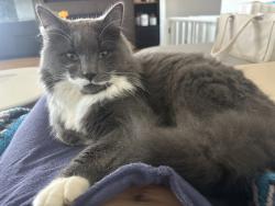 Lost Male Cat last seen North poowong road near Kenny’s road where our property is, Poowong, VIC 3988