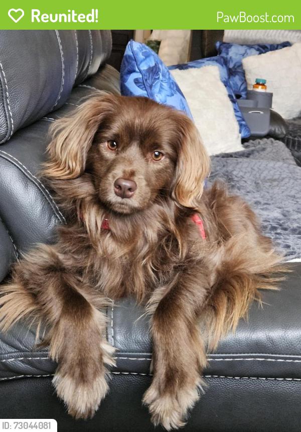 Reunited Male Dog last seen Near and capital drive, Skyline View, PA 17112
