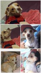 Lost Male Dog last seen Comanche and Candelaria, Albuquerque, NM 87110