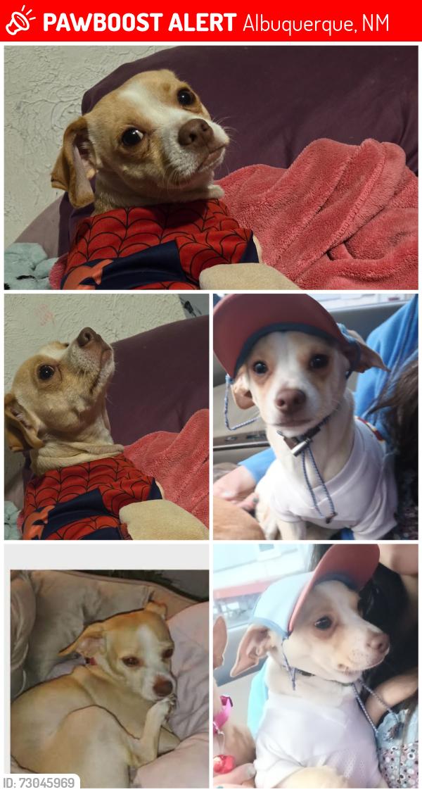 Lost Male Dog last seen Comanche and Candelaria, Albuquerque, NM 87110