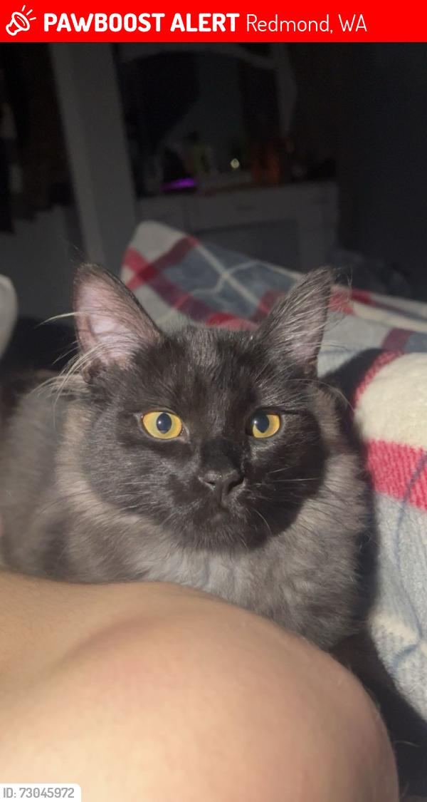 Lost Male Cat last seen 18223-18299 NE 136th St, Redmond near the trail entrance , Redmond, WA 98052