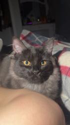 Lost Male Cat last seen 18223-18299 NE 136th St, Redmond near the trail entrance , Redmond, WA 98052