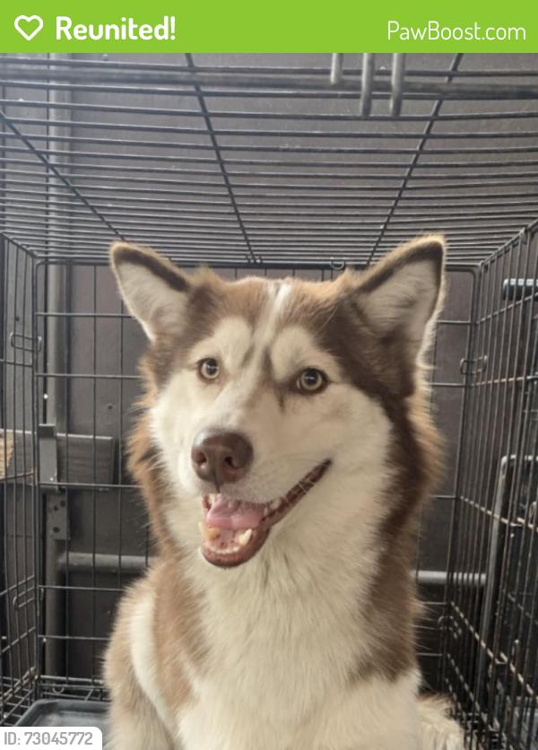 Reunited Female Dog last seen Washington Ave and 141st street, Hawthorne, CA 90250