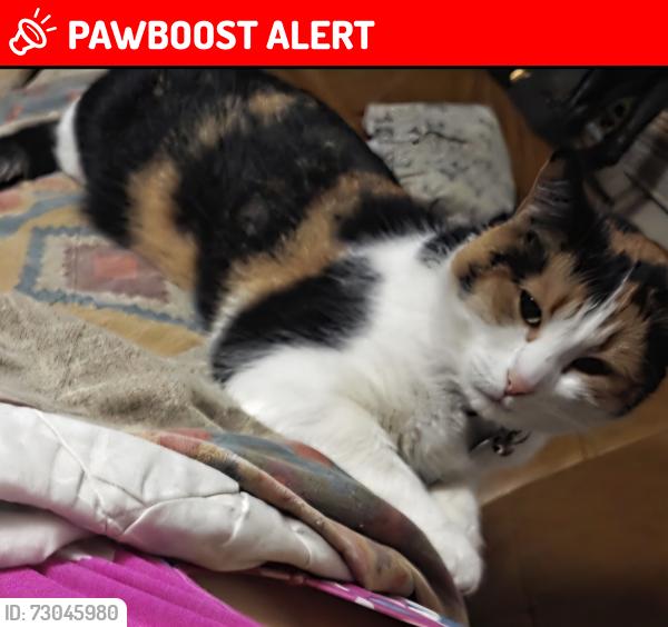 Lost Female Cat last seen Fifth and Spruce, Collingwood, ON L9Y 1Y2