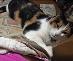 Lost Female Cat last seen Fifth and Spruce, Collingwood, ON L9Y 1Y2
