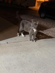 Found/Stray Male Cat last seen Twain and Lindell, Las Vegas, NV 89103