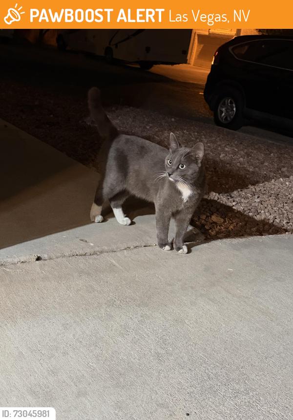 Found/Stray Male Cat last seen Twain and Lindell, Las Vegas, NV 89103