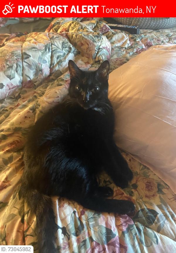 Lost Female Cat last seen Summit street Dexter street , Tonawanda, NY 14150