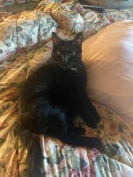 Lost Female Cat last seen Summit street Dexter street , Tonawanda, NY 14150