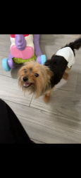 Reunited Male Dog last seen lilac dr , DeBary, FL 32713
