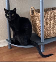 Lost Male Cat last seen Chiquita and Trafalgar, Cape Coral, FL 33991