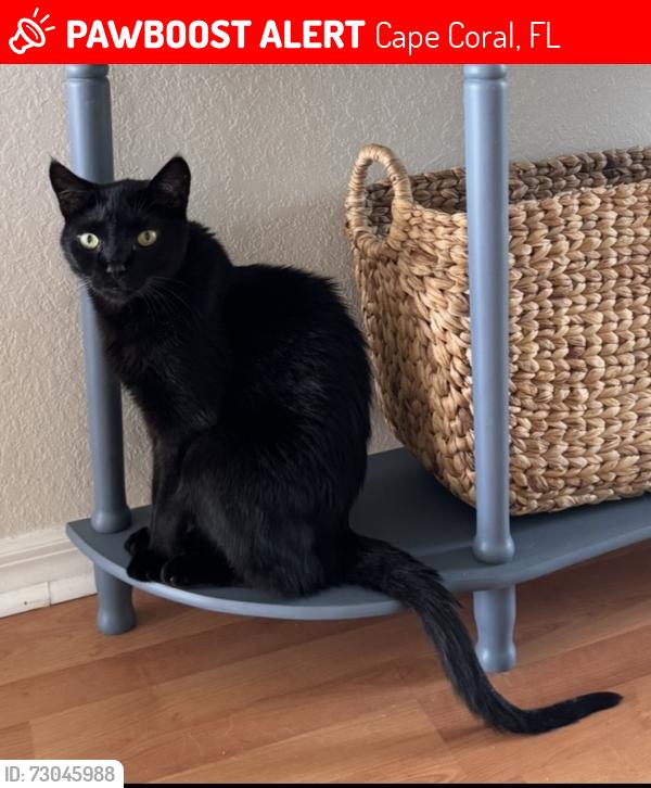 Lost Male Cat last seen Chiquita and Trafalgar, Cape Coral, FL 33991