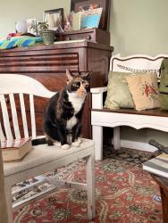 Reunited Female Cat last seen Main St port Monmouth nj, Middletown Township, NJ 07758