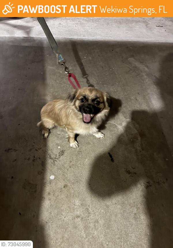 Found/Stray Unknown Dog last seen West Wekiva Trail and Lyndhurst Drive, Wekiwa Springs, FL 32779