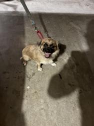 Found/Stray Unknown Dog last seen West Wekiva Trail and Lyndhurst Drive, Wekiwa Springs, FL 32779