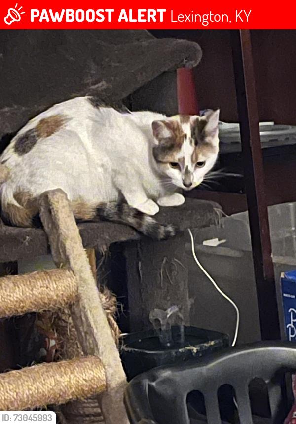 Lost Female Cat last seen Near bainbridge ct, Lexington, KY 40509