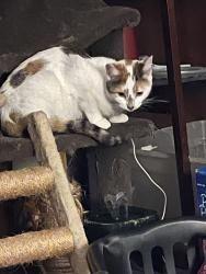 Lost Female Cat last seen Near bainbridge ct, Lexington, KY 40509