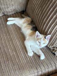 Lost Female Cat last seen Kings Norton Green, King's Norton, England 