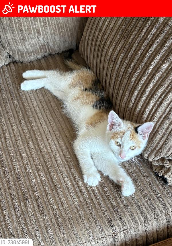 Lost Female Cat last seen Kings Norton Green, King's Norton, England 