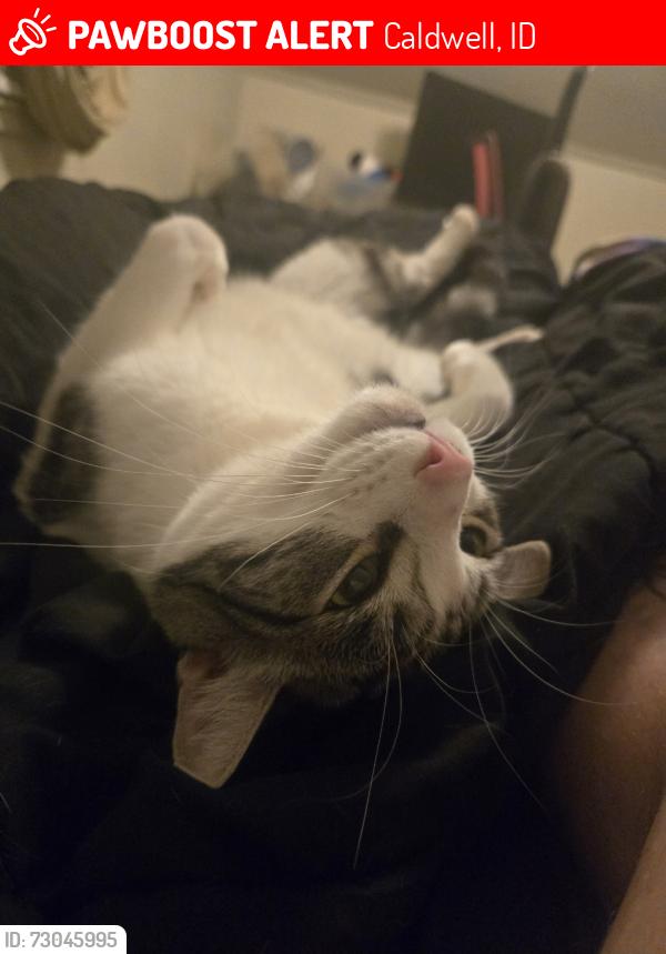 Lost Female Cat last seen Near w. Hazel St, Caldwell, ID 83605