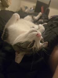 Lost Female Cat last seen Near w. Hazel St, Caldwell, ID 83605