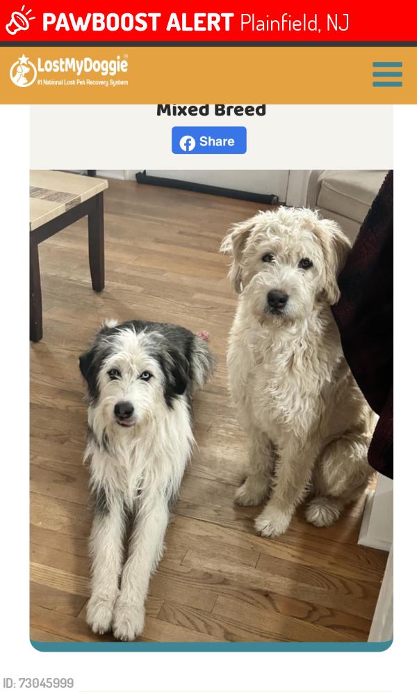 Lost Male Dog last seen Last seen by high school, Plainfield, NJ 07060