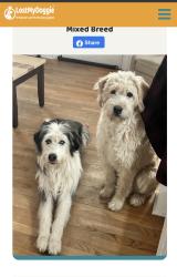 Lost Male Dog last seen Last seen by high school, Plainfield, NJ 07060
