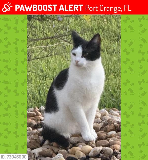 Lost Male Cat last seen Pioneer Trail, Port Orange, FL 32128