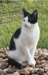 Lost Male Cat last seen Pioneer Trail, Port Orange, FL 32128