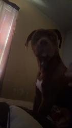 Reunited Male Dog last seen Near S 163rd E Ave, Tulsa, OK 74108, USA, Tulsa, OK 74108