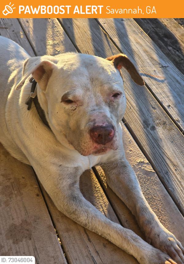 Found/Stray Male Dog last seen Near hwy 17 Garden City, Savannah, GA 31405