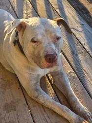 Found/Stray Male Dog last seen Near hwy 17 Garden City, Savannah, GA 31405