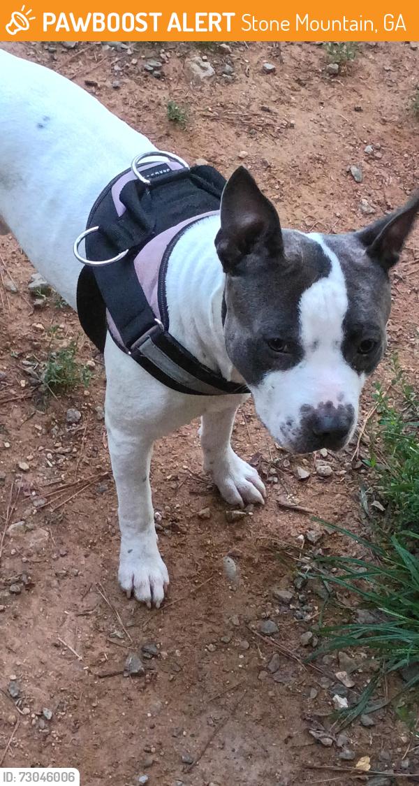 Found/Stray Male Dog last seen Pavilion Pointe apmts, Stone Mountain, GA 30083
