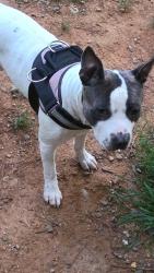 Found/Stray Male Dog last seen Pavilion Pointe apmts, Stone Mountain, GA 30083