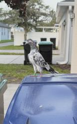 Found/Stray Unknown Bird last seen Corona Borealis Drive and Phoenix Drive, Orlando, FL 32828