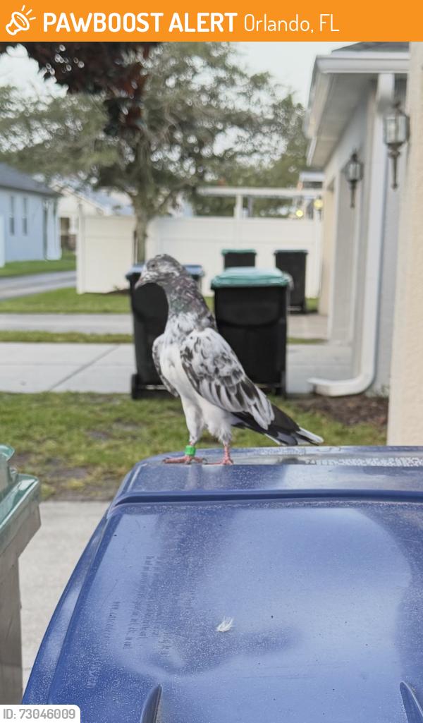 Found/Stray Unknown Bird last seen Corona Borealis Drive and Phoenix Drive, Orlando, FL 32828