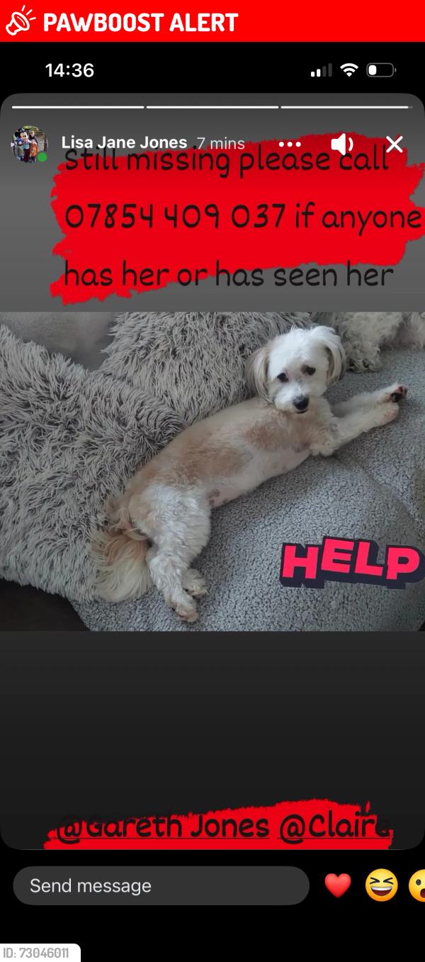 Lost Female Dog last seen Fields at the back of rawcliffe towards drax, Rawcliffe, England DN14