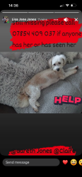 Lost Female Dog last seen Fields at the back of rawcliffe towards drax, Rawcliffe, England DN14