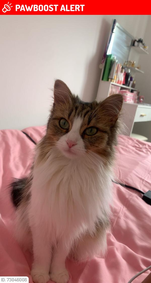 Lost Female Cat last seen Northend, North End, England PO2 0AR