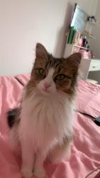 Lost Female Cat last seen Northend, North End, England PO2 0AR